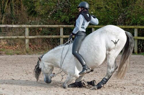 Myter og fakta: Hvad du bør vide om knætræning
